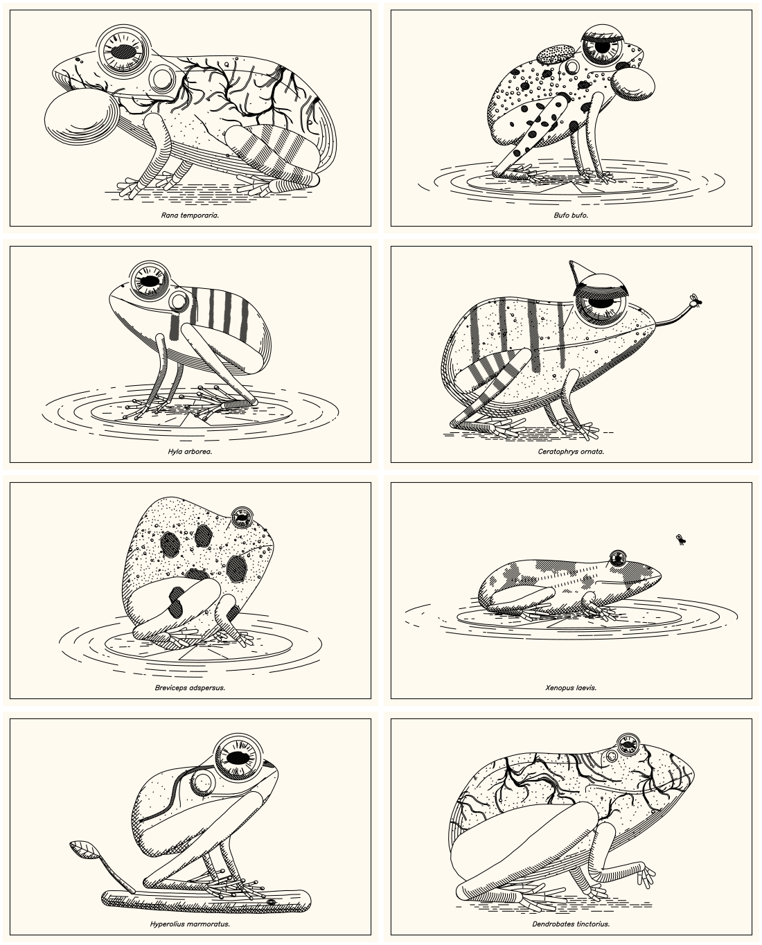 A gallery of eight generated frogs